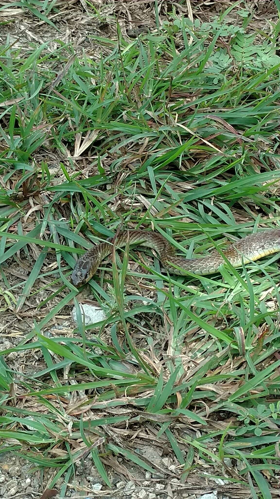 Image of Chinese Ratsnake