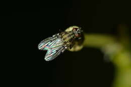 Anthomyia punctipennis Wiedemann 1830的圖片