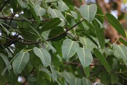 Image de Ficus tsjakela Burm. fil.