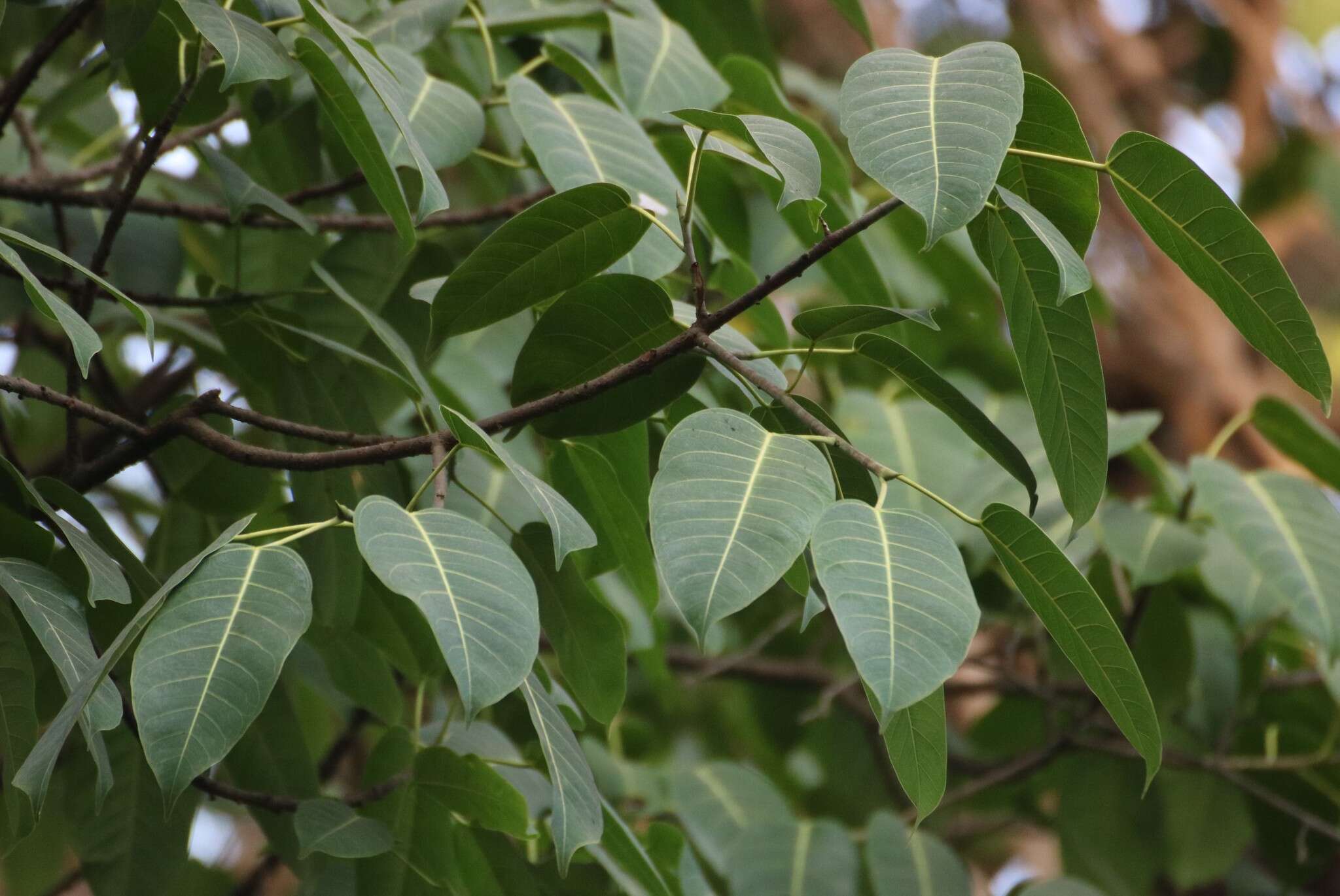 Image de Ficus tsjakela Burm. fil.