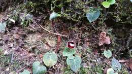 Image of Corybas pictus (Blume) Rchb. fil.