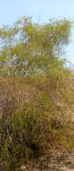 Image of Vachellia bellula (Drake) Boatwr.