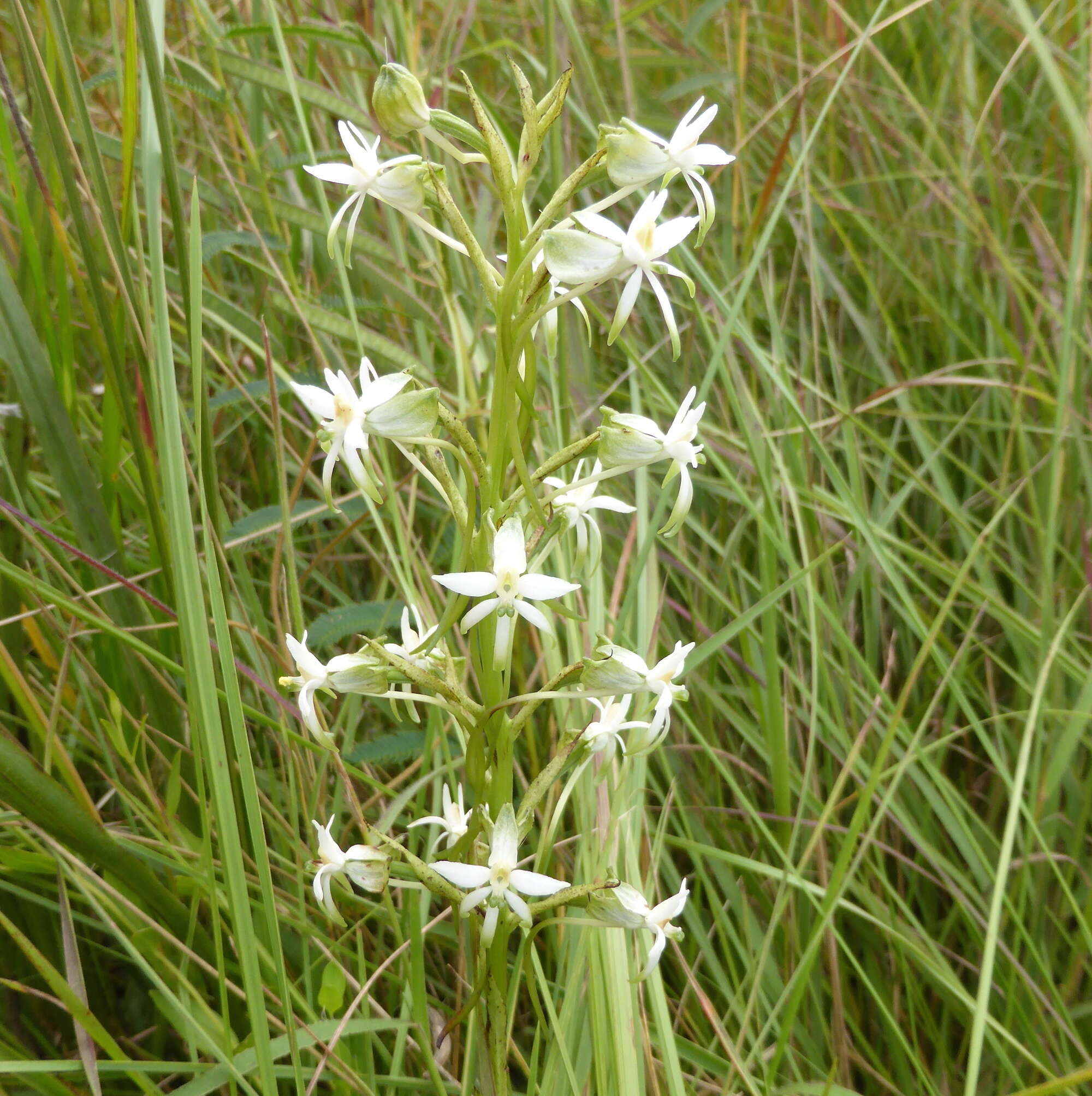 Image of Habenaria caffra Schltr.