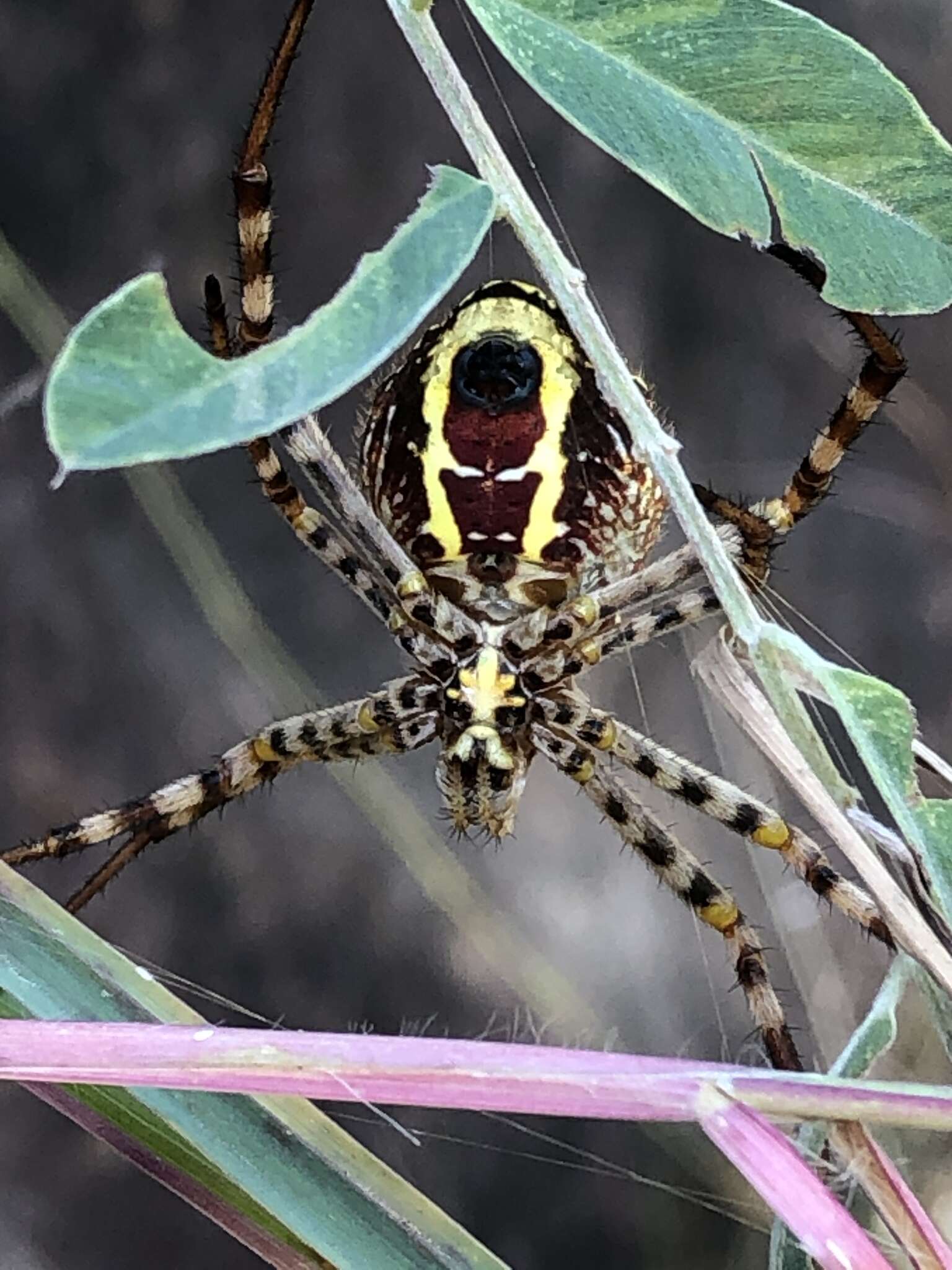 Image of Argiope magnifica L. Koch 1871