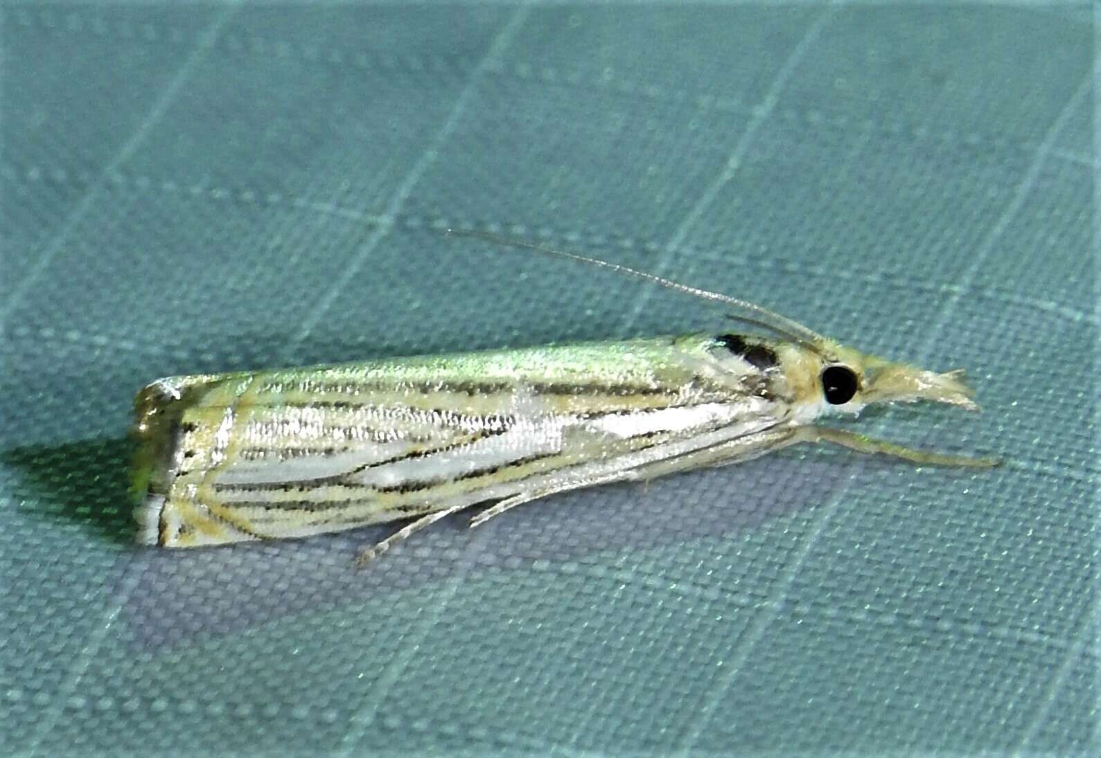 Image of Crambus multilinellus Fernald 1887