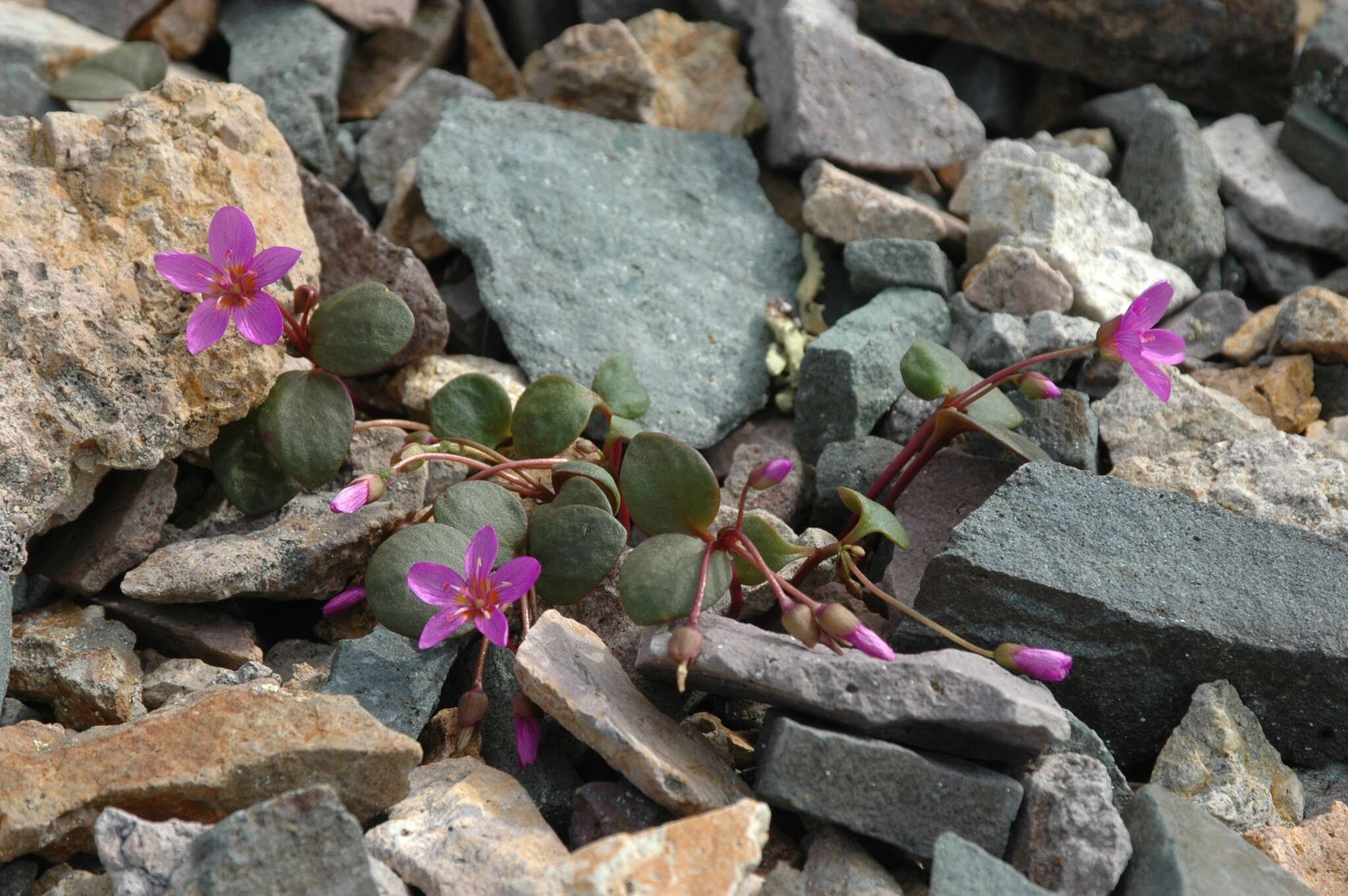 Image of Ogilvie Mountain springbeauty