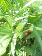 Image of Argus Tortoise Beetle