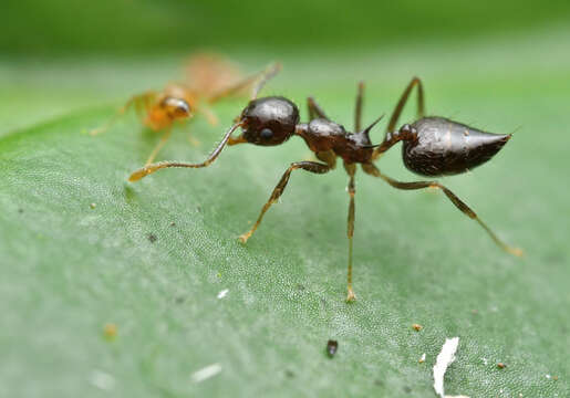 Image of Crematogaster longispina Emery 1890