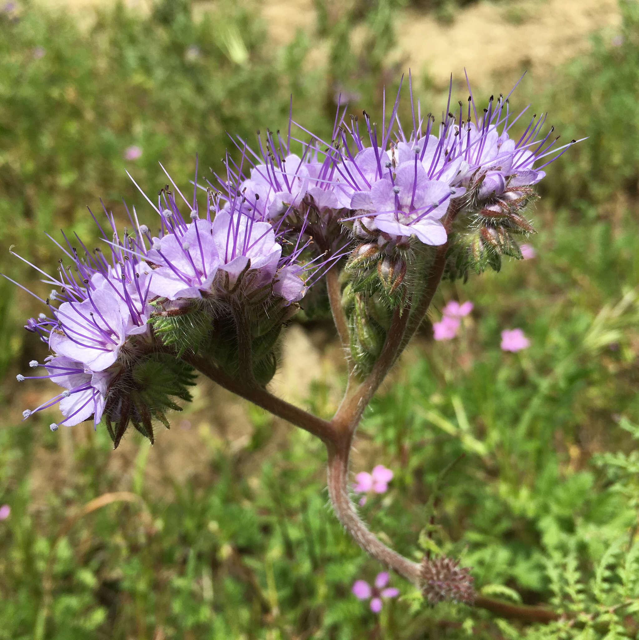 Plancia ëd Phacelia tanacetifolia Benth.