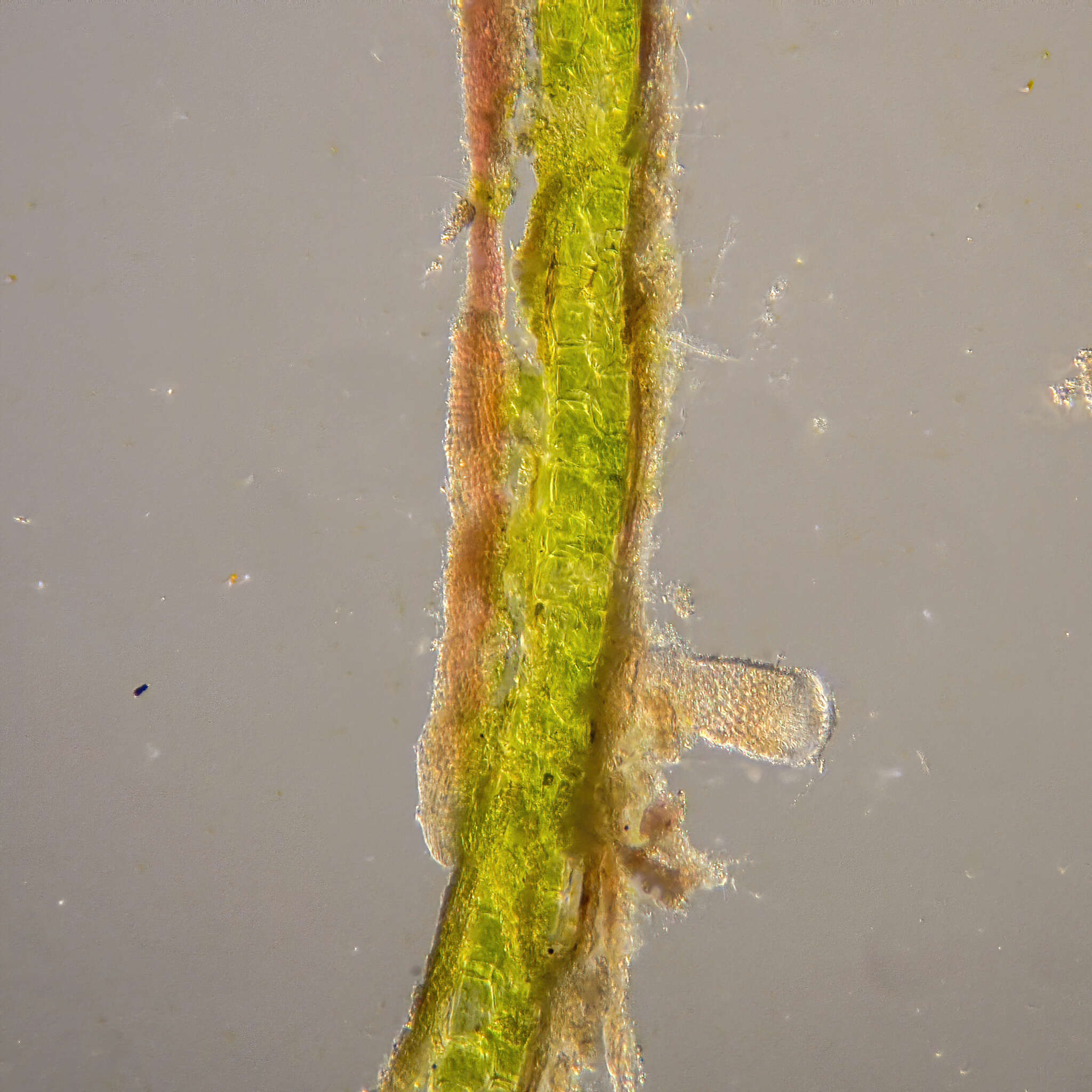 Image of Halophila australis Doty & B. C. Stone