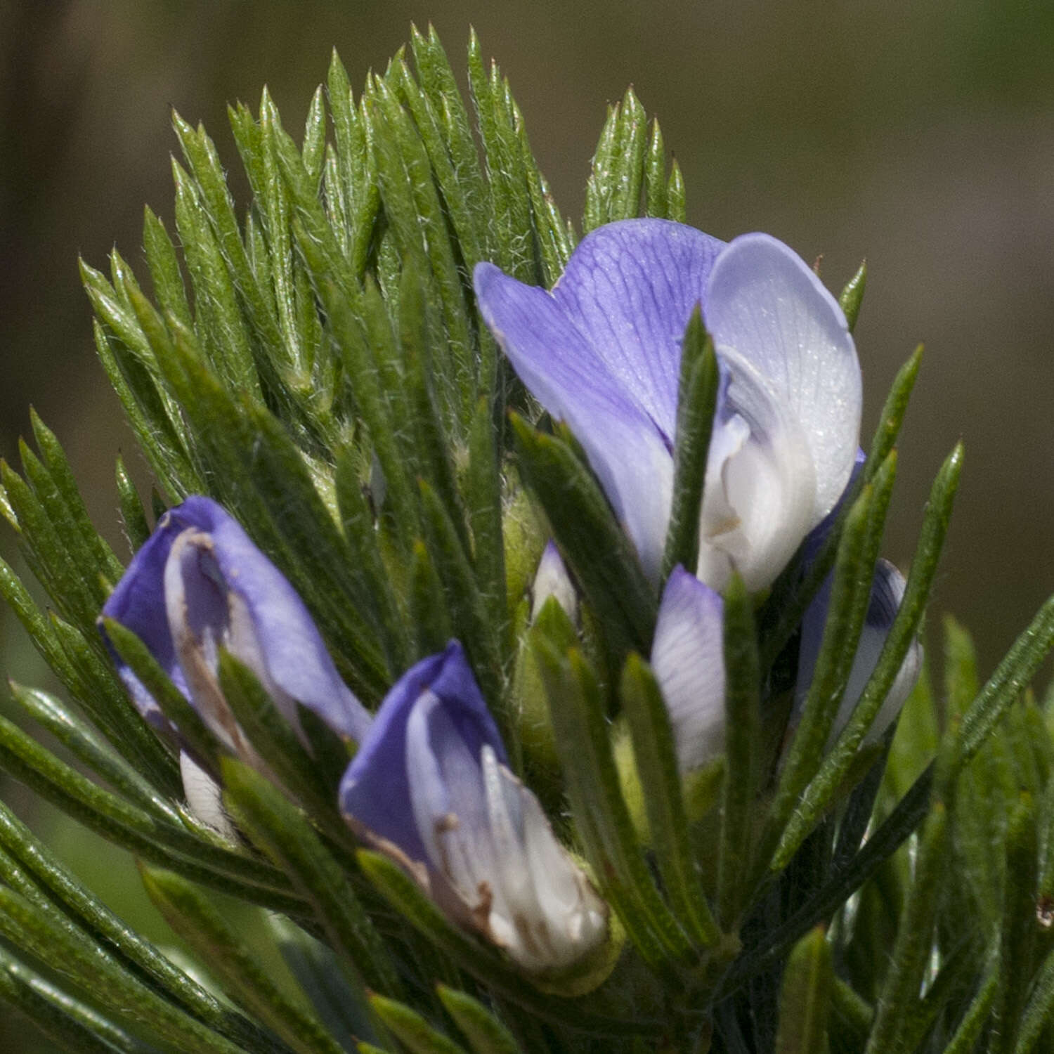 Psoralea ivumba的圖片