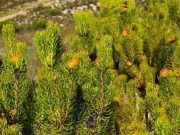 Image of Leucadendron teretifolium (Andrews) I. Williams