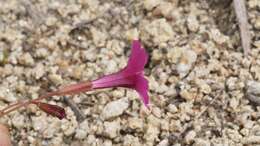 Image of Palomar monkeyflower