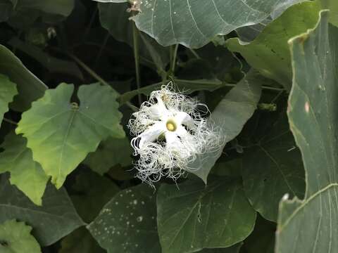 Image of Trichosanthes kirilowii var. japonica (Miq.) Kitam.