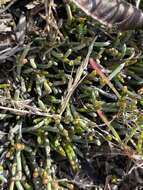 Image of Ephedra frustillata Miers