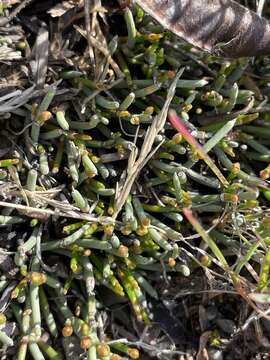 Imagem de Ephedra frustillata Miers