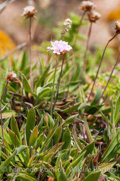 Image of Armeria berlengensis Daveau