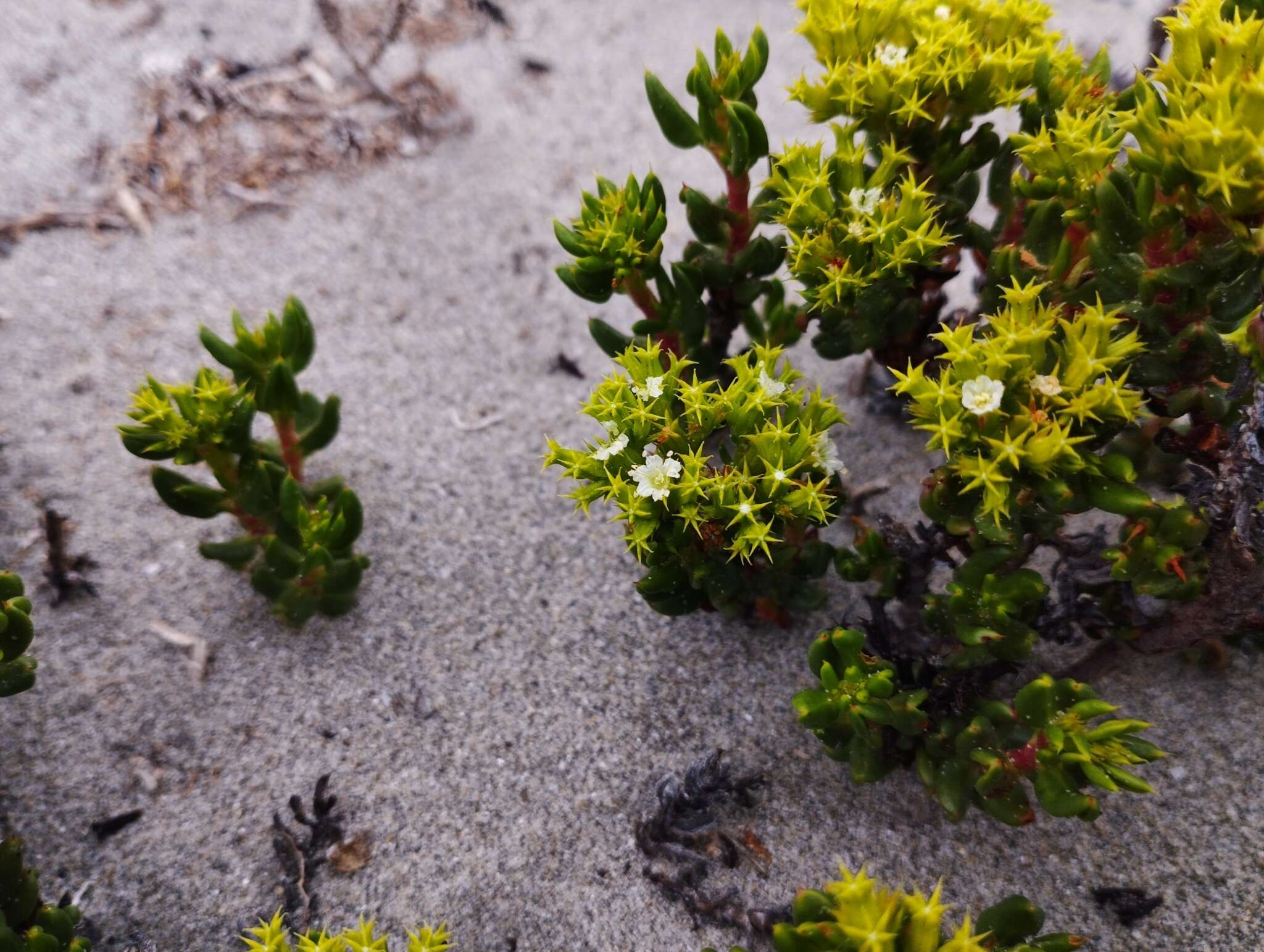 Image of Chorizanthe mieresii Teillier & J. Macaya