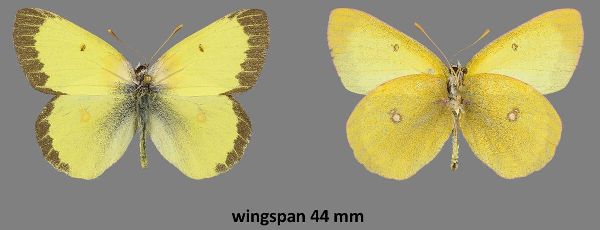 صورة Colias occidentalis Scudder 1862