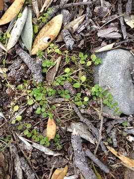 Image of Stellaria parviflora Banks & Soland. ex Hook. fil.