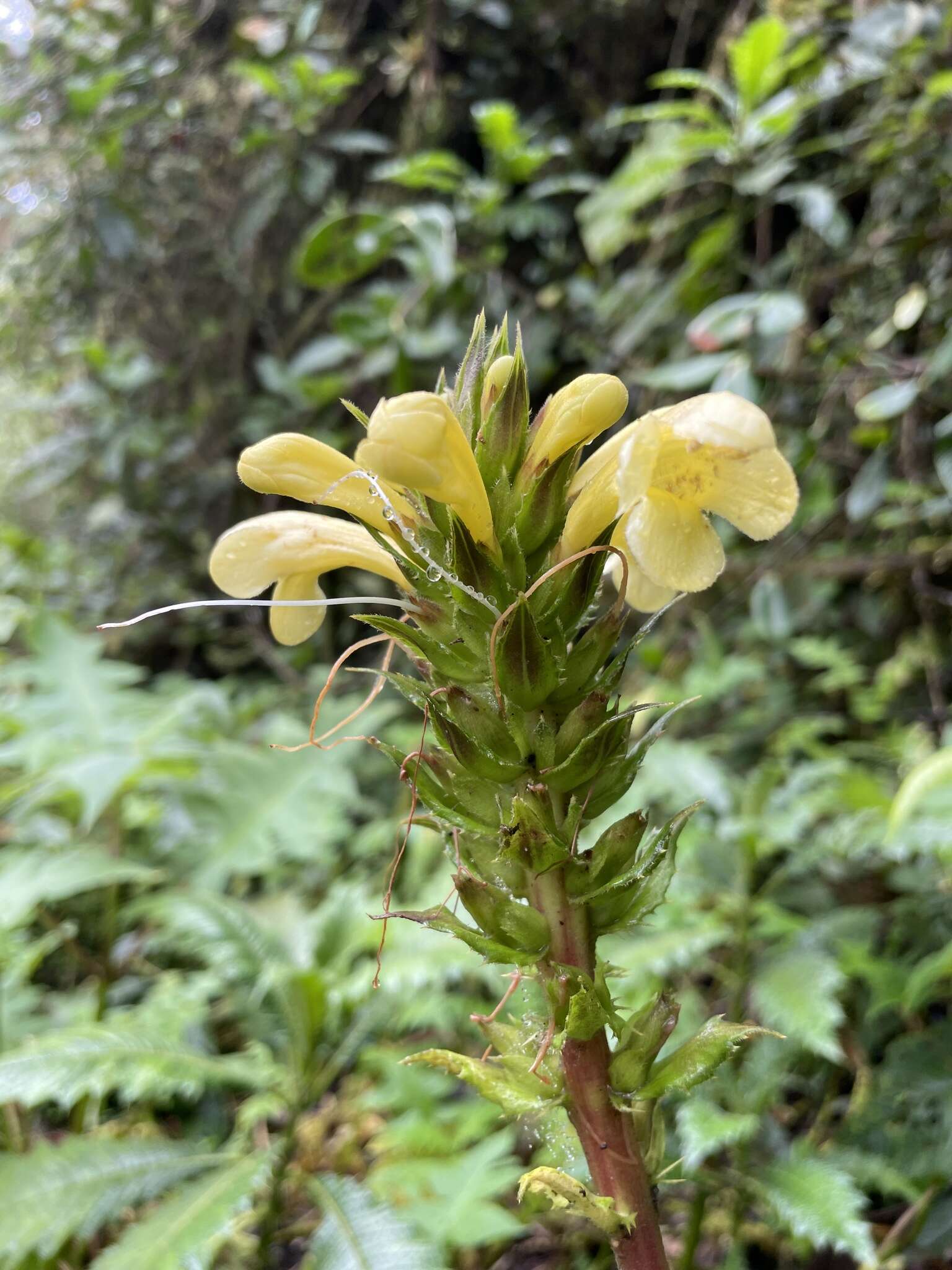 Aphelandra acanthus Nees resmi