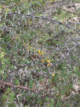 Sivun Vachellia tortuosa (L.) Seigler & Ebinger kuva