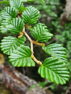 Image of Nothofagus gunnii (Hook. fil.) Oerst.