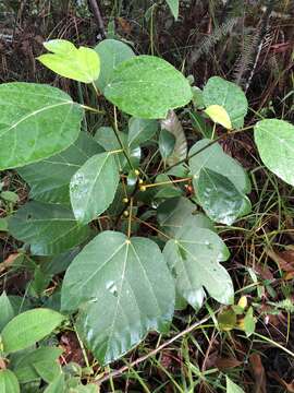 Ficus grossularioides Burm. fil.的圖片