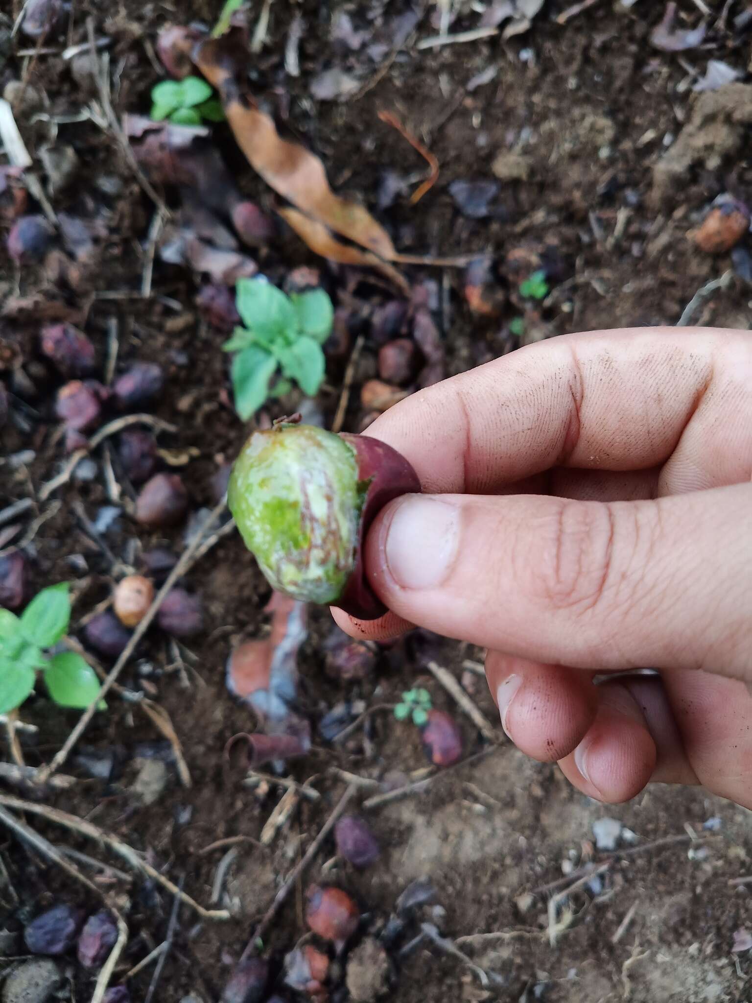 Image of Tapirira mexicana March.