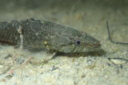 Image of Olive flathead-gudgeon