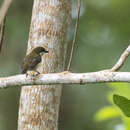 Image of Yellow-crowned Flowerpecker