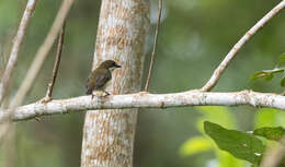 Image of Yellow-crowned Flowerpecker