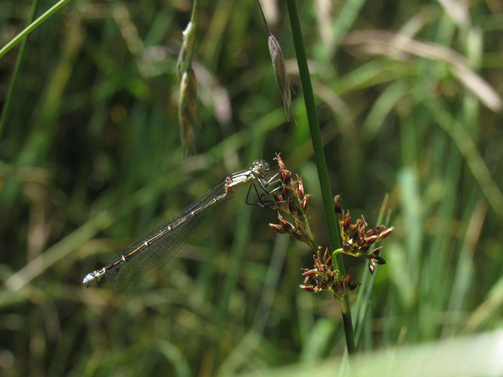 Image of Antiagrion gayi (Selys 1876)