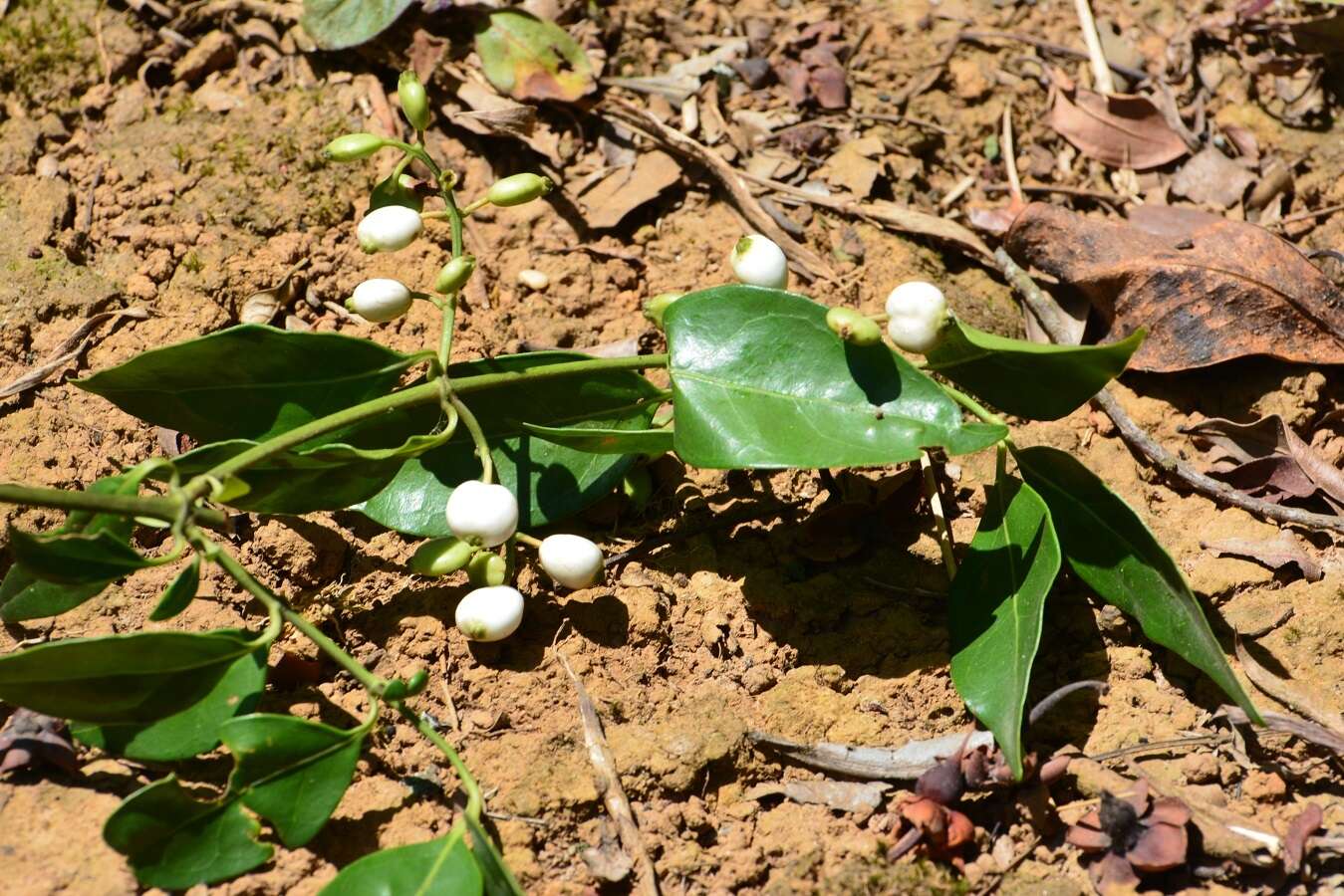 Image of Chiococca phaenostemon Schltdl.