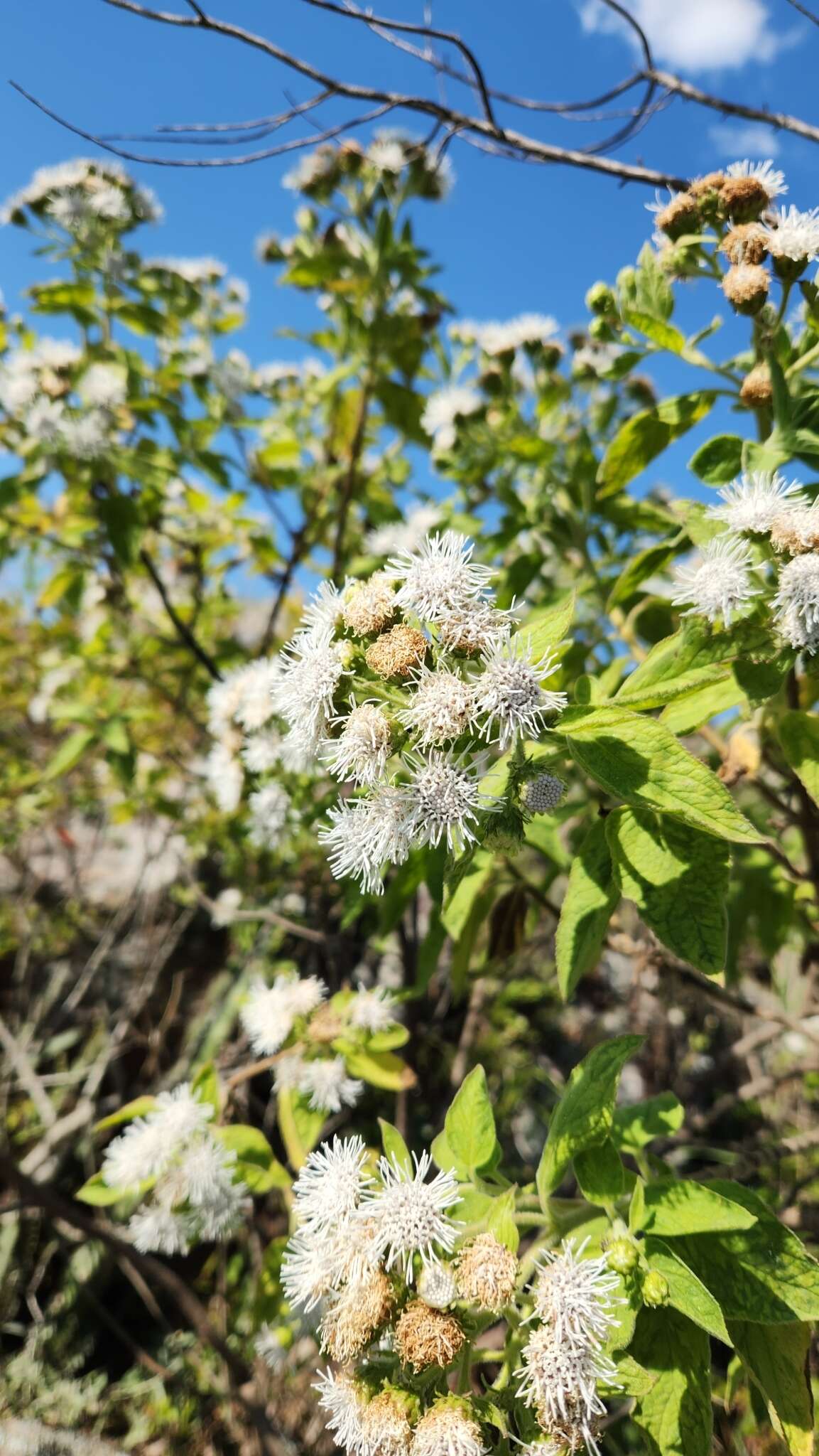 <i>Radlkoferotoma cistifolia</i>的圖片