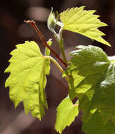 Plancia ëd Vitis acerifolia Raf.