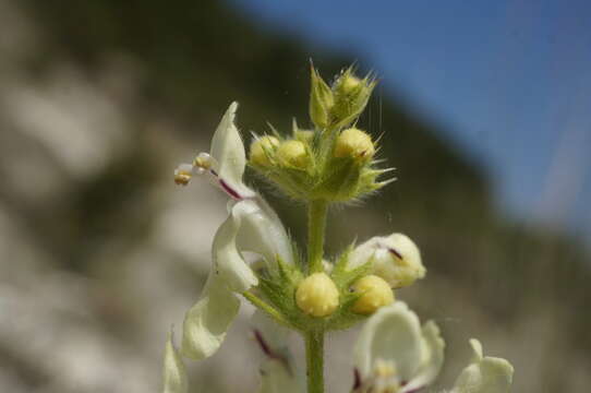 Image of Stachys atherocalyx K. Koch