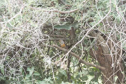 Image of African Bare-eyed Thrush