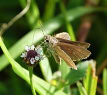 Image of Neamathla Skipper