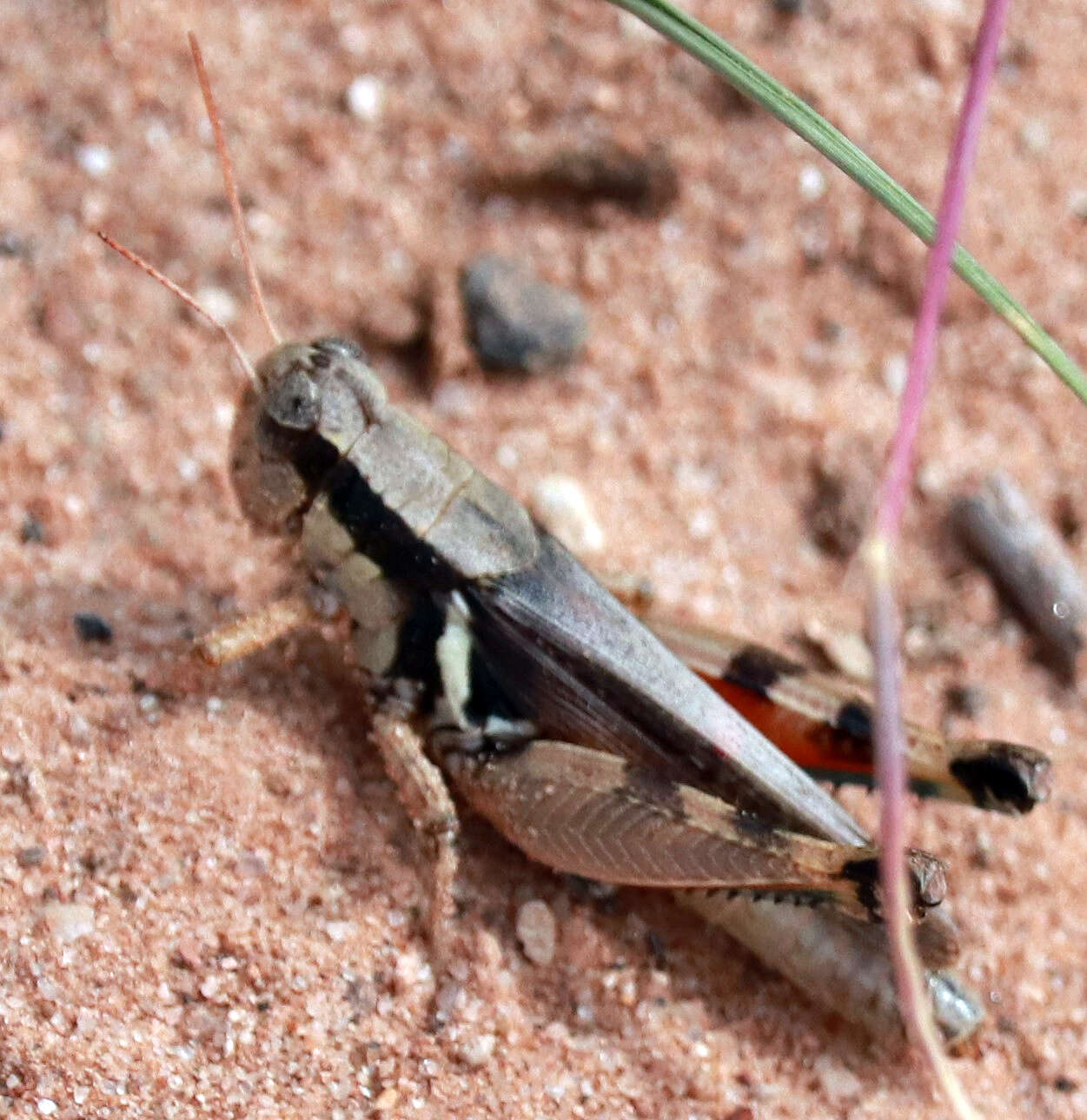 Image of Melanoplus glaucipes (Scudder & S. H. 1875)