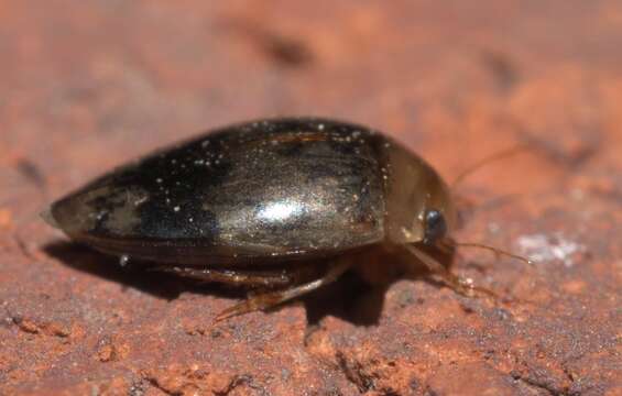 Image of Laccophilus fasciatus Aubé 1838