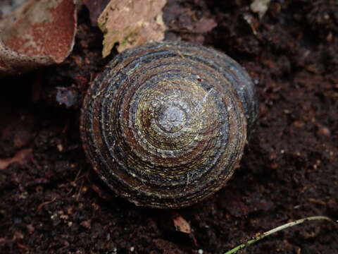 Image of Anoglypta launcestonensis (Reeve 1853)