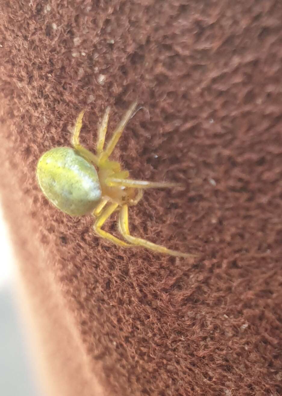 Image of Cucumber green spider