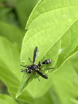 Image of Physocephala marginata (Say 1823)