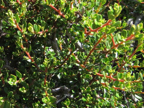 Image of Diospyros pubescens Pers.