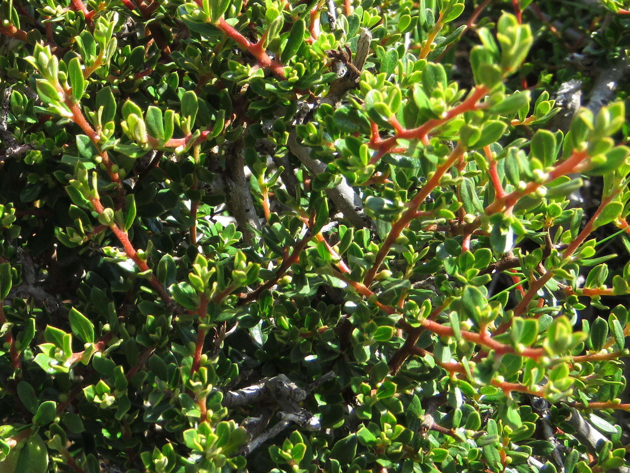 Sivun Diospyros pubescens var. microphylla (Burch.) kuva