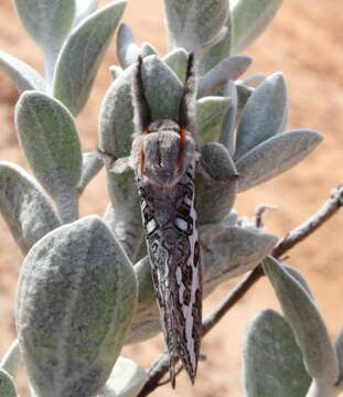 Image de Abantiades sericatus Tindale 1932