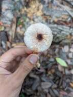 Image of Leucoagaricus flammeotinctoides Vellinga 2010