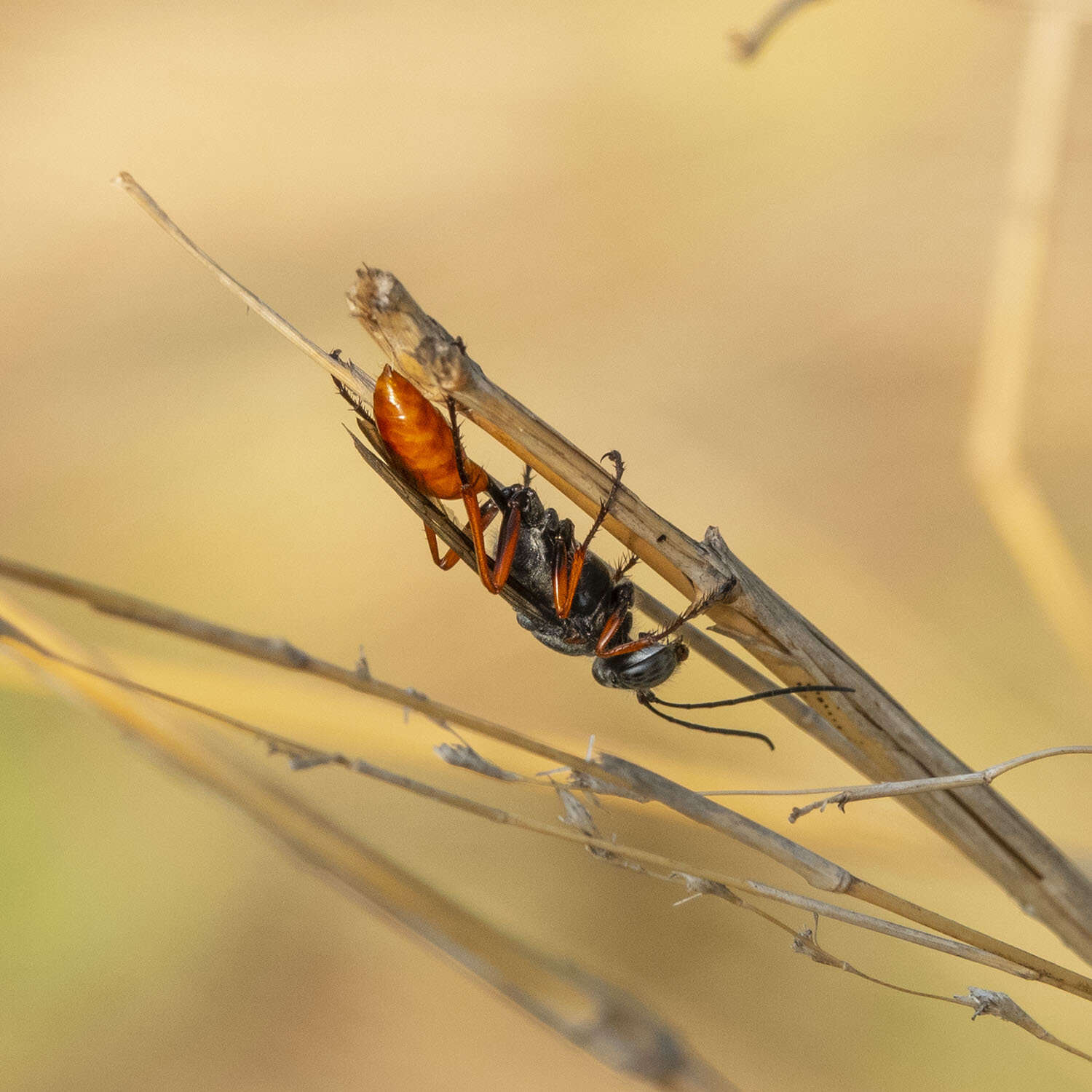 صورة Sphex pruinosus Germar 1817