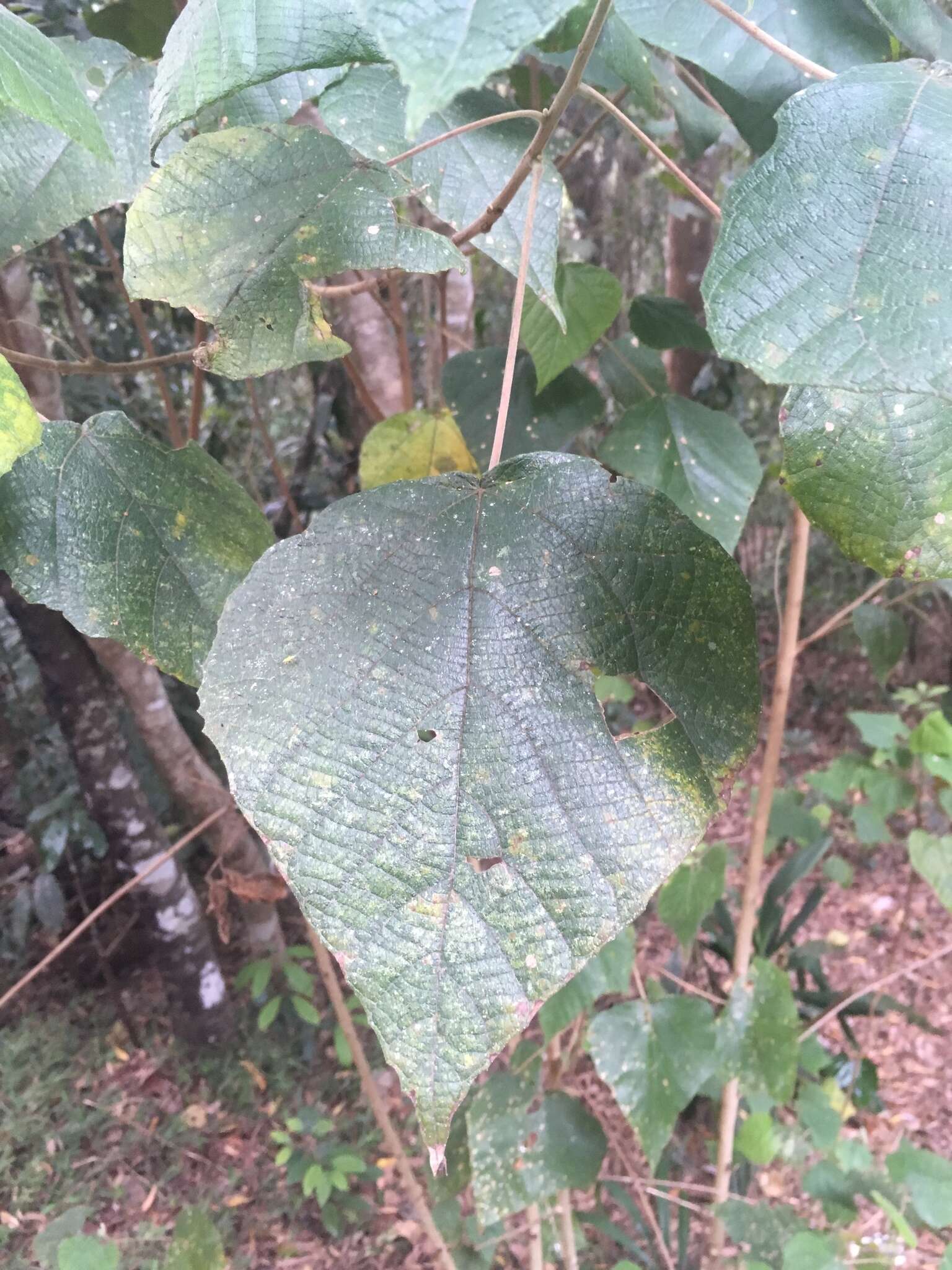 Image de Macaranga involucrata Baill.